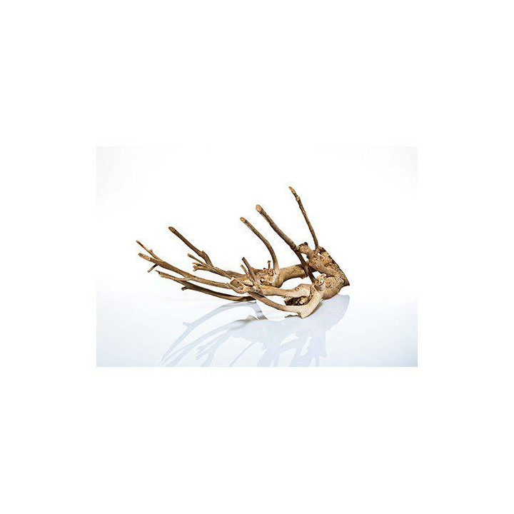 Talawa wood 80 - 100cm -