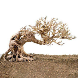 OZAMI bonsai wood 23x17x 10cm - Ozami Akvaristik