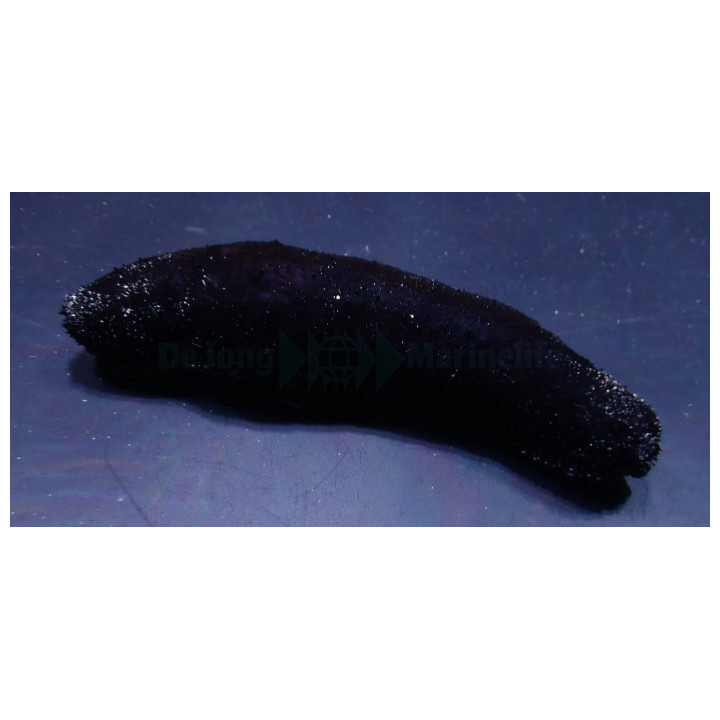 Holothuria atra