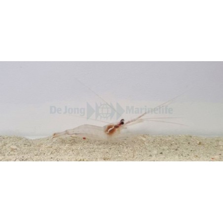 Lysmata Wurdemanni - Peppermint Shrimp - viljelty