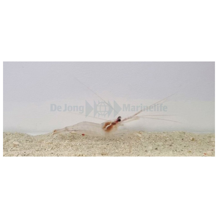 Lysmata Wurdemanni - Peppermint Shrimp - viljelty