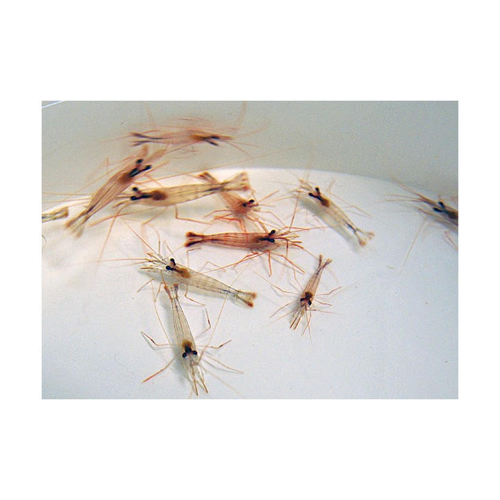 Lysmata Wurdemanni - Peppermint Shrimp - viljelty