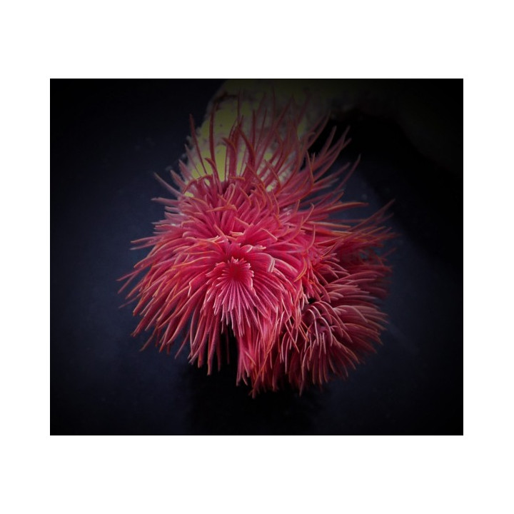 Protula bispiralis - Hard Tube Worm - Red