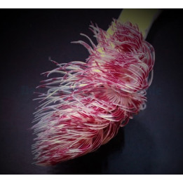 Protula bispiralis - Hard Tube Worm - Red/White