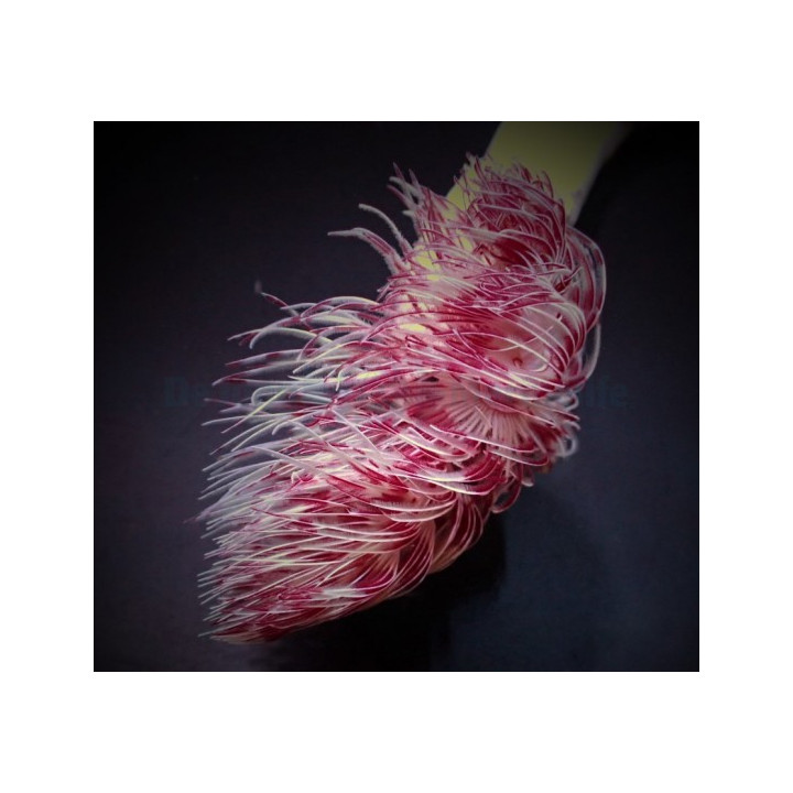 Protula bispiralis - Hard Tube Worm - Red/White