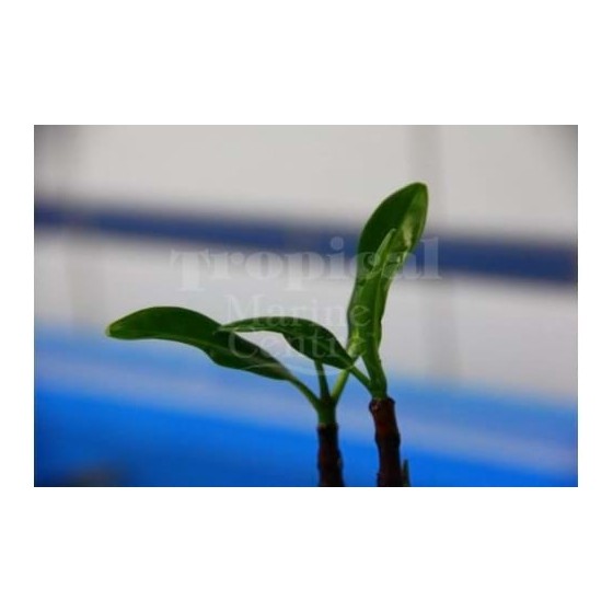 Rhizophora mangle - Red Mangrove - viljelty