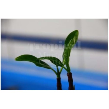 Rhizophora mangle - Red Mangrove - viljelty