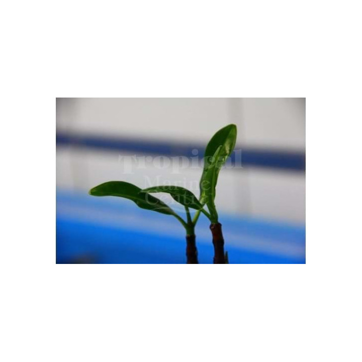 Rhizophora mangle - Red Mangrove - viljelty