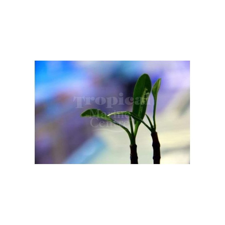 Rhizophora mangle - Red Mangrove - viljelty