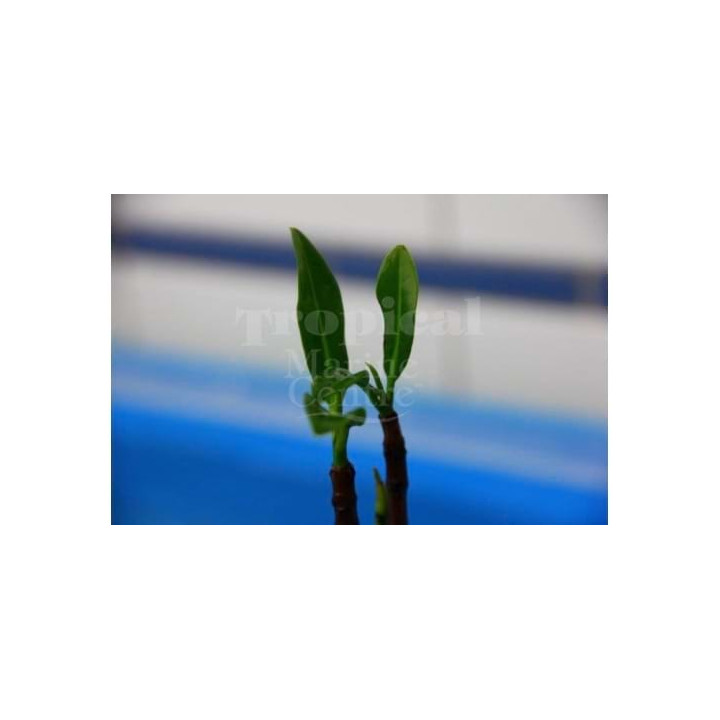 Rhizophora mangle - Red Mangrove - viljelty