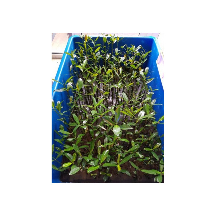 Rhizophora mangle - Red Mangrove - viljelty