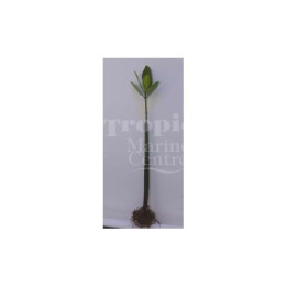 Rhizophora sp. - Mangrove per varsi