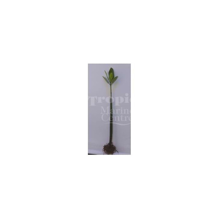 Rhizophora sp. - Mangrove per varsi