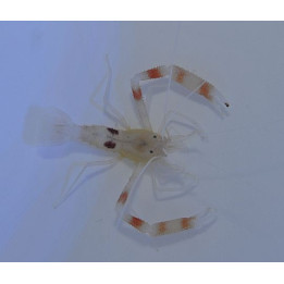 Stenopus devaneyi