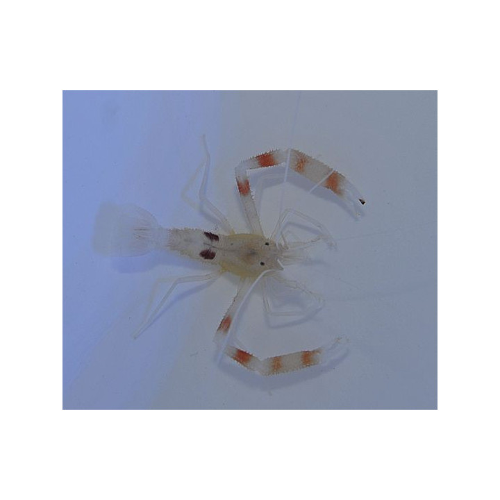 Stenopus devaneyi