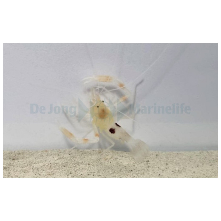 Stenopus devaneyi