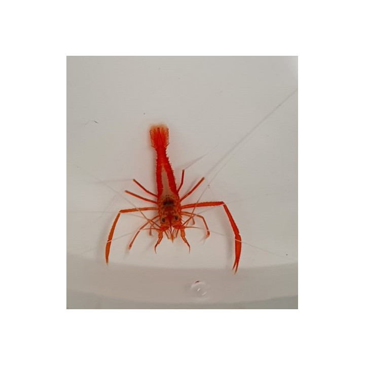 Stenopus earlei