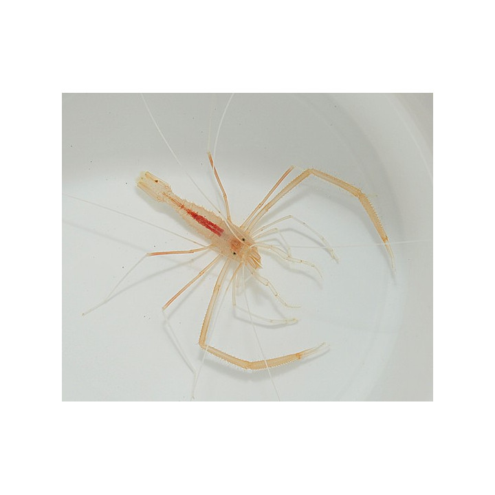 Stenopus pyrsonotus - Cave Shrimp - pariskunta
