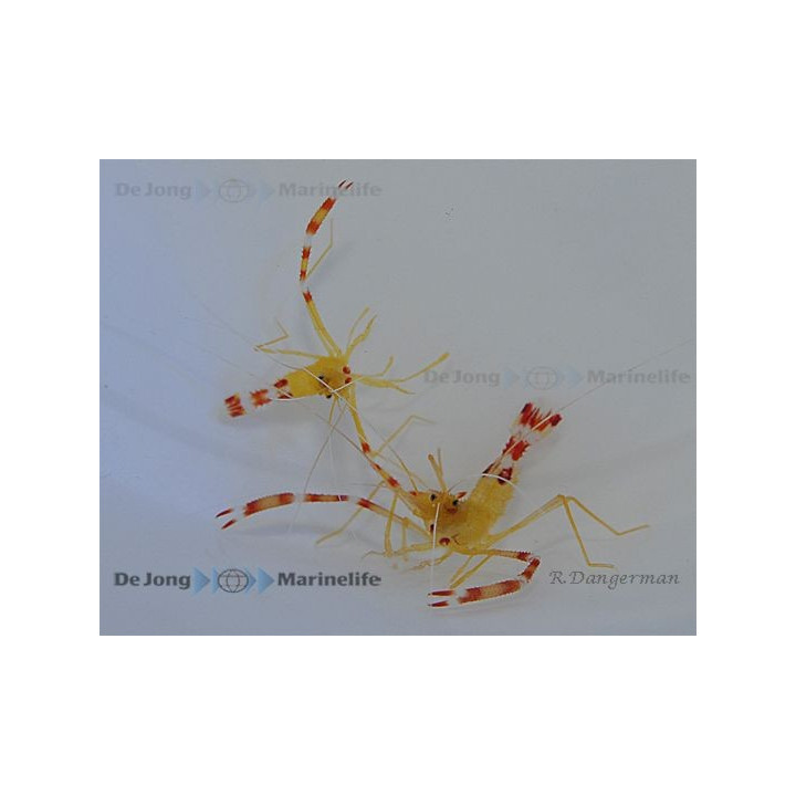 Stenopus scutellatus
