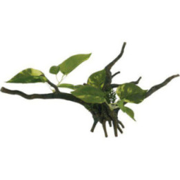 OZAMI driftwood with plant 34x15x 15cm - Ozami Akvaristik