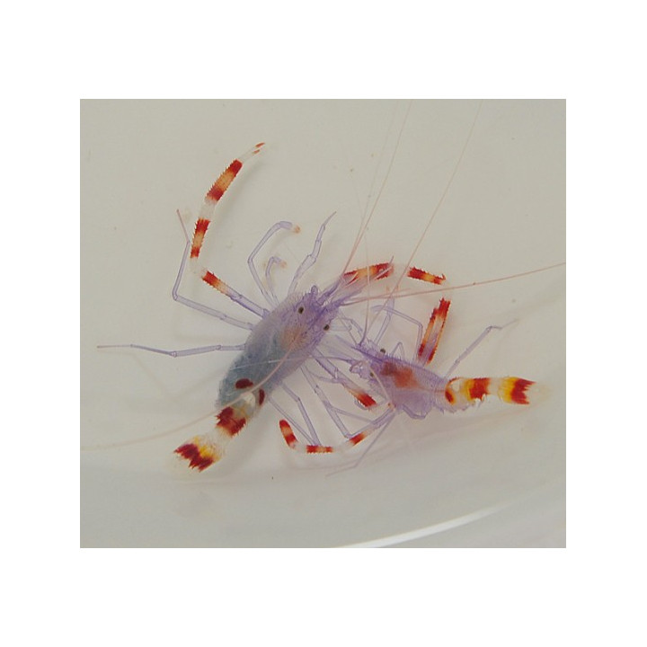 Stenopus tenuirostris - Blue Boxing Shrimp - pariskunta