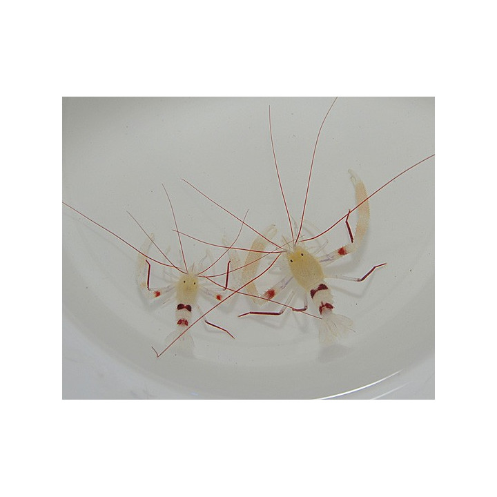 Stenopus zanzibaricus - Red Leg Boxing Shrimp - pariskunta