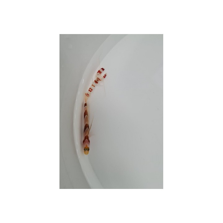 Stonogobiops nematodes + Alpheus randalli