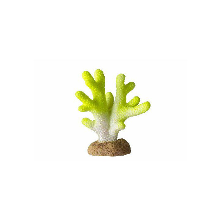 OZAMI coral lime 4.5x2.5x 5.1cm - Ozami Akvaristik