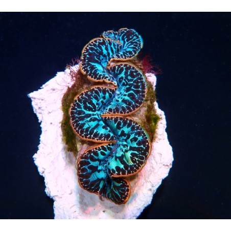 Tridacna Maxima Ultra Blue