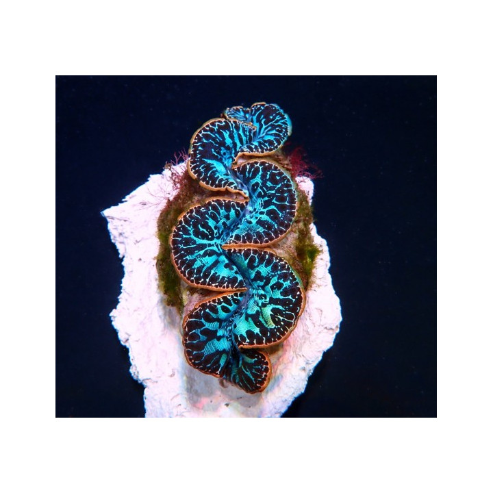 Tridacna Maxima Ultra Blue