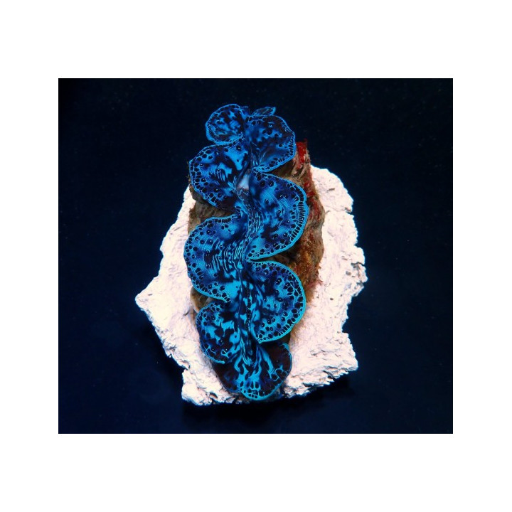 Tridacna Maxima Ultra Blue