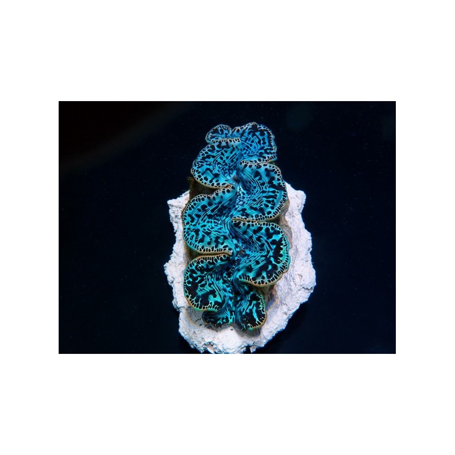 Tridacna Maxima Ultra Blue