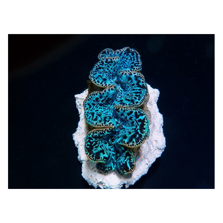 Tridacna Maxima Ultra Blue
