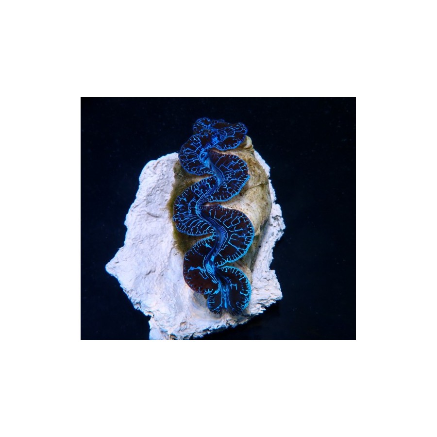 Tridacna Maxima Ultra Blue