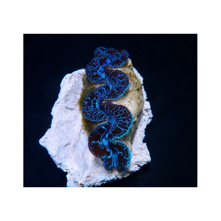 Tridacna Maxima Ultra Blue