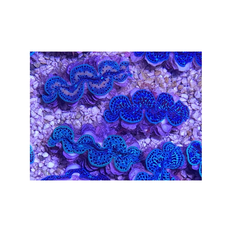 Tridacna Maxima Ultra Blue