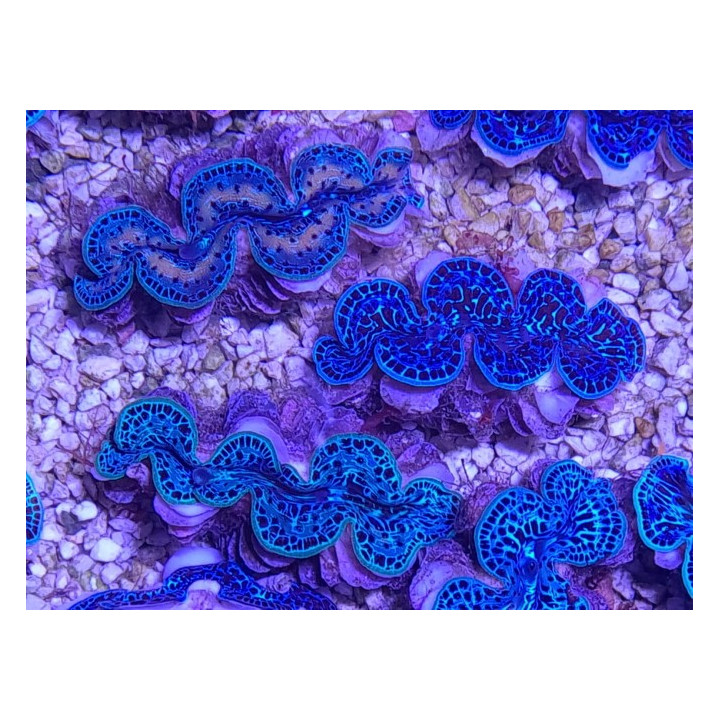 Tridacna Maxima Ultra Blue