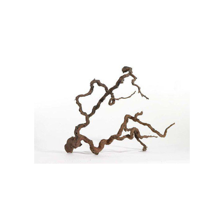 Winewood l 70-100cm -