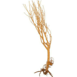 Slim tree small 15-20cm -