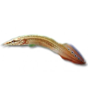Timanttipuikkokala - Macrognathus aculeatus