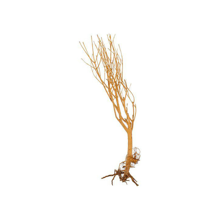 Slim tree small 15-20cm -