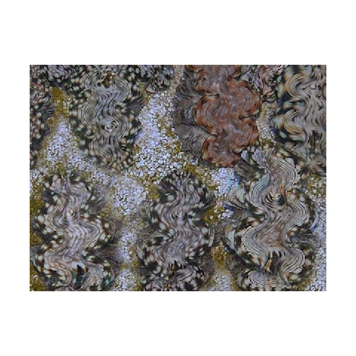 Tridacna Squamosa