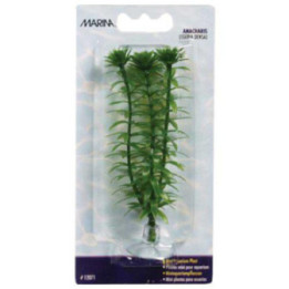 Muovikasvi anacharismini 10cm imukuppi - Marina