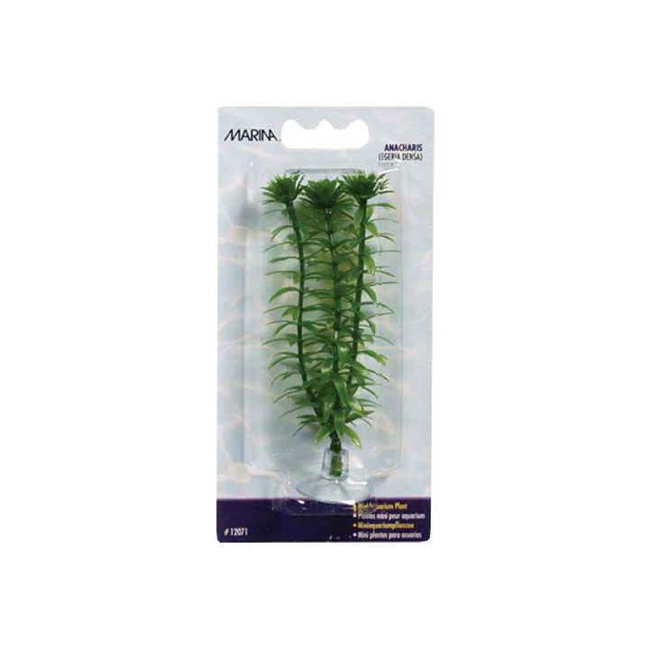 Muovikasvi anacharismini 10cm imukuppi - Marina