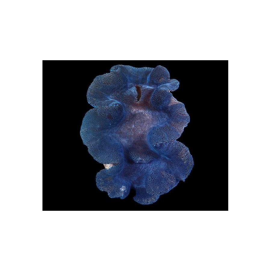 Tridacna Squamosa Blue