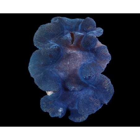 Tridacna Squamosa Blue