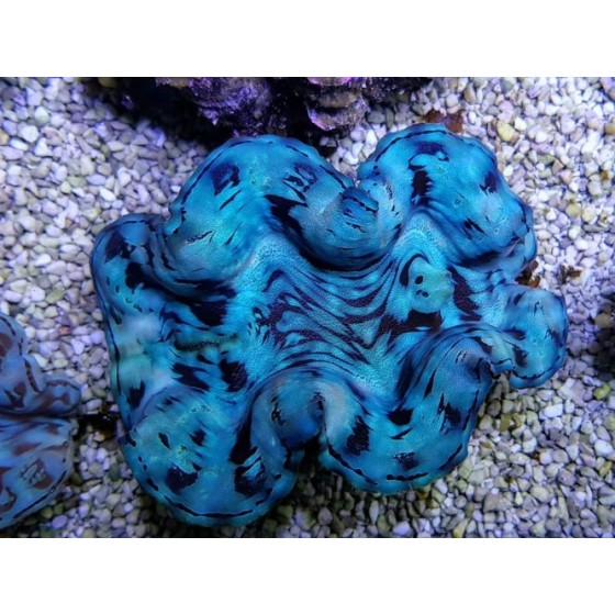 Tridacna Squamosa Blue