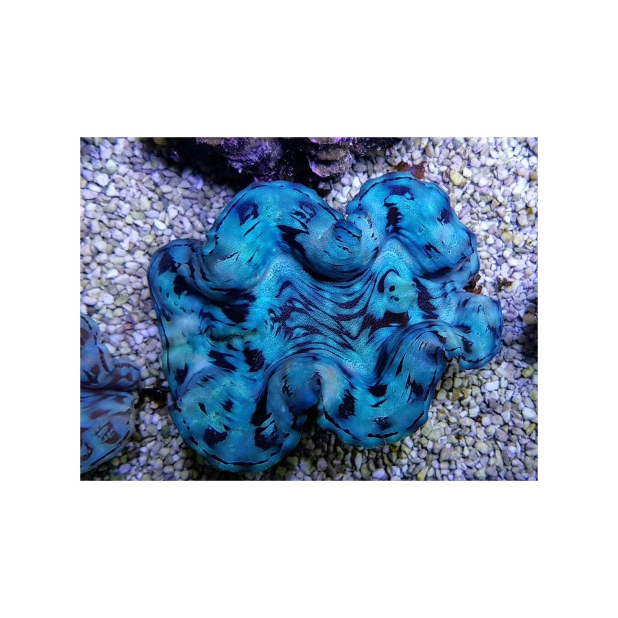 Tridacna Squamosa Blue