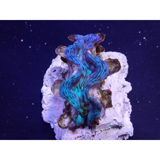 Tridacna Squamosa Premium