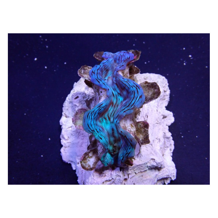 Tridacna Squamosa Premium